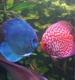 Океанариум Star&Mlad (Россия, Воронеж) фото