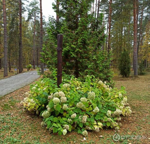 Велес гортензия