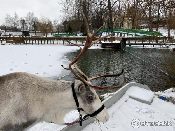 Городская ферма на ВДНХ (Россия, Москва) фото