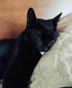 Приют для кошек "Муркоша" (Россия, Москва) фото