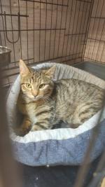 Приют для кошек "Муркоша" (Россия, Москва) фото