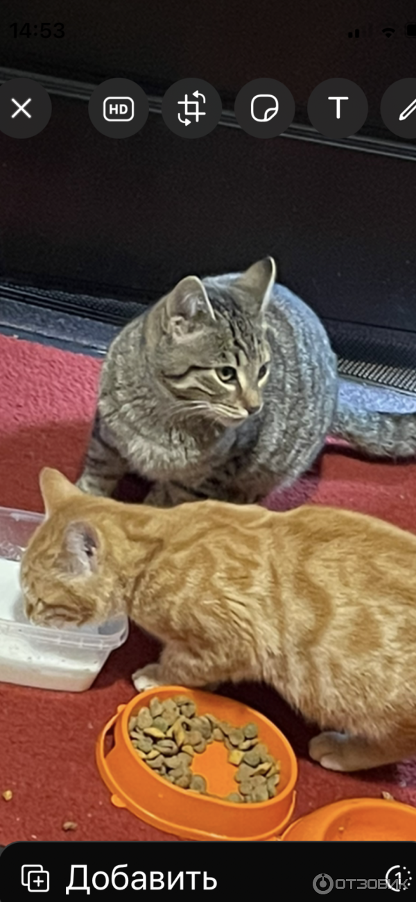 Янтарина и Ташка жили на улице до Муркоши