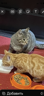 Приют для кошек "Муркоша" (Россия, Москва) фото