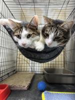 Приют для кошек "Муркоша" (Россия, Москва) фото