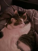 Приют для кошек "Муркоша" (Россия, Москва) фото