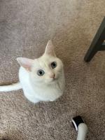 Приют для кошек "Муркоша" (Россия, Москва) фото