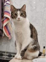 Приют для кошек "Муркоша" (Россия, Москва) фото