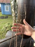Garshinka.ru - интернет-магазин садовых растений фото