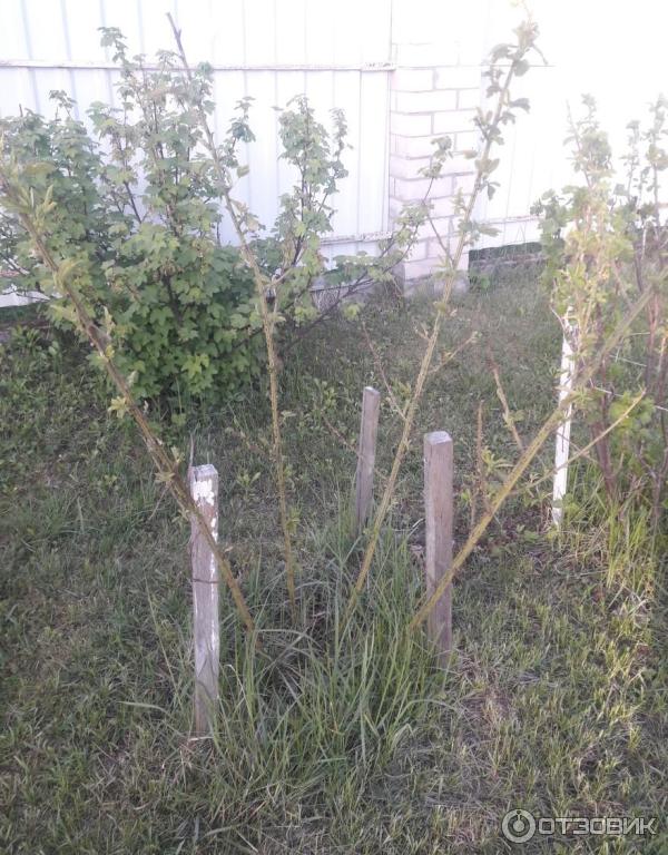 Ежевика Полар Берри Питомник Ягода-Клубника фото