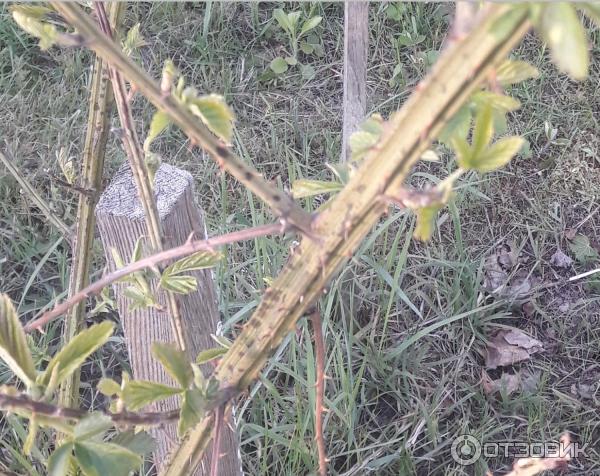 Ежевика Полар Берри Питомник Ягода-Клубника фото