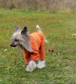 Голая Китайская хохлатая собака фото