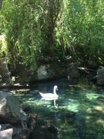 Отдых на Южном берегу Крыма (Крым) фото