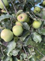 Соковыжималка Zelmer 377 Julita фото