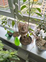 Приют для кошек "Муркоша" (Россия, Москва) фото