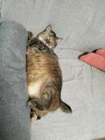 Приют для кошек "Муркоша" (Россия, Москва) фото