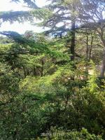 Отдых на Южном берегу Крыма (Крым) фото