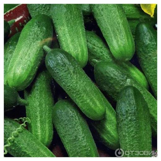 Семена огурцов Клавдия F1 фото