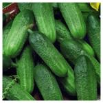 Семена огурцов "Клавдия F1" фото