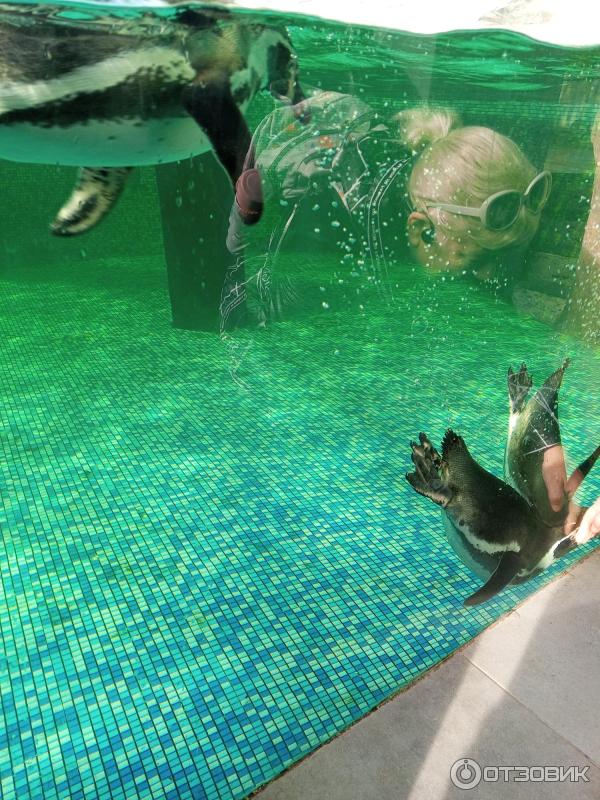 Зоопарк Лимпопо (Россия, Нижний Новгород) фото