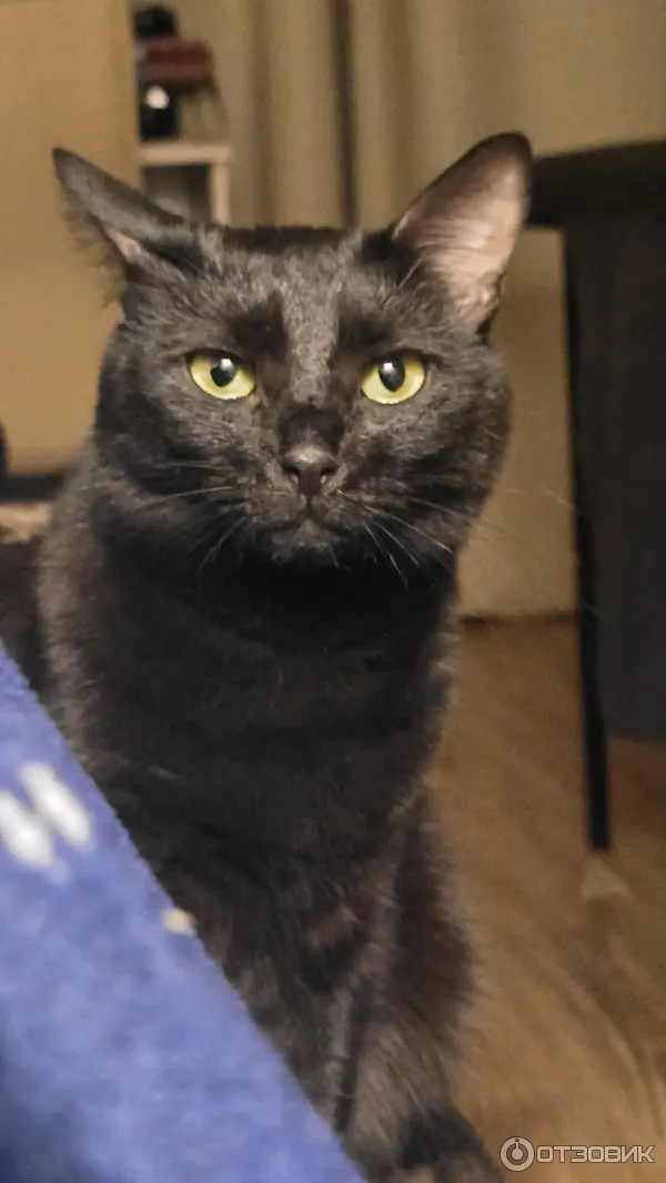 Одно ухо бдит, что вокруг происходит. Энергии 100000