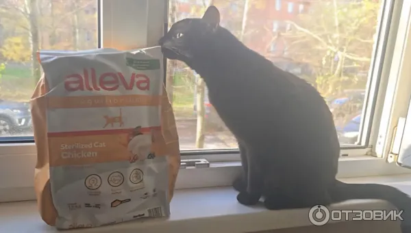 Кошка Коша и Alleva