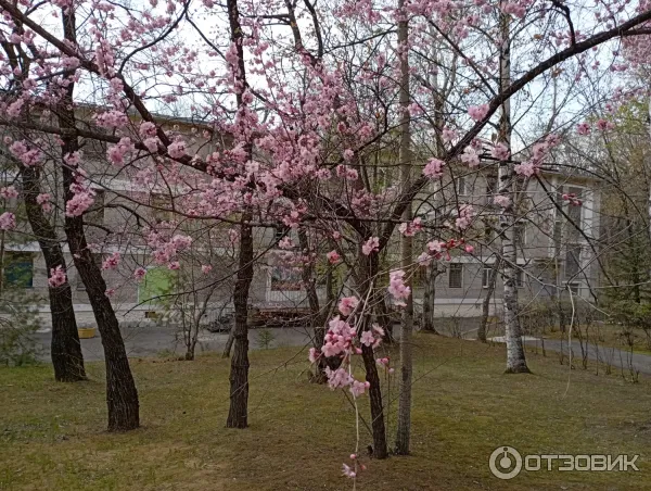 Санаторий Хабаровский (Россия, Хабаровск) фото