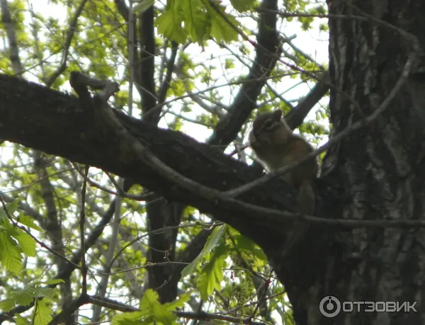 Санаторий Хабаровский (Россия, Хабаровск) фото