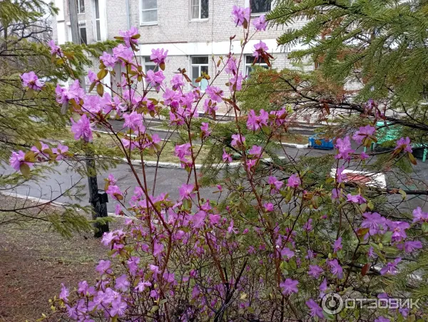 Санаторий Хабаровский (Россия, Хабаровск) фото