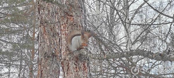 Рядом живут белочки