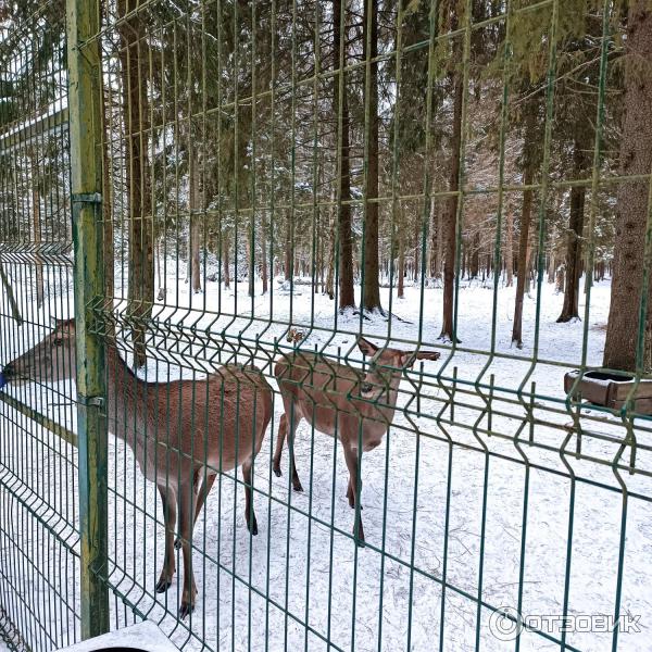 Арт-усадьба Веретьево (Россия, Московская область) фото