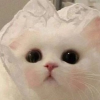 NitNit1