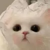 NitNit1