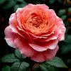 Rosa-Lina
