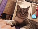 Корм для взрослых кошек Cat&Man фото