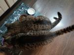 Корм для взрослых кошек Cat&Man фото