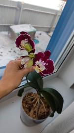 Комплексное удобрение для орхидей Буйский химический завод "Цветочный рай" фото