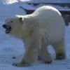 Akavi