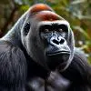 AngRY GoRillA