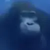 ShadowSolo228