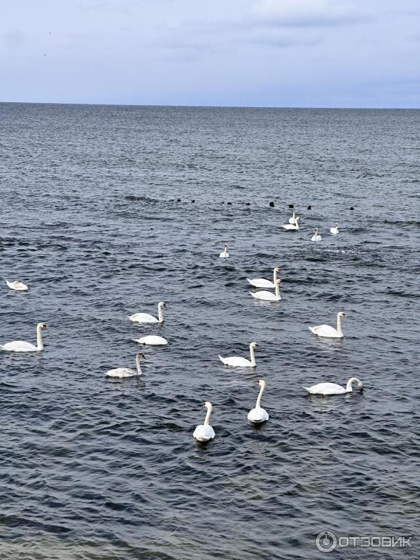 Балтийская коса (Россия, Калининградская область) фото