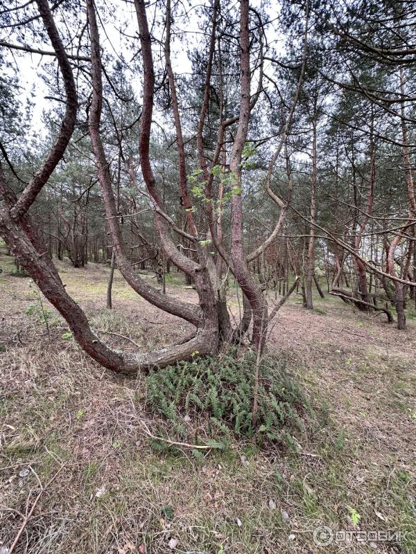 Балтийская коса (Россия, Калининградская область) фото