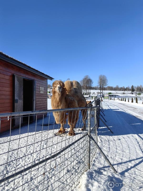 Карельский зоопарк (Россия, Сортавала) фото