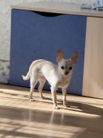 Ветеринарная клиника "Миллион друзей" (Россия, Ярославль) фото