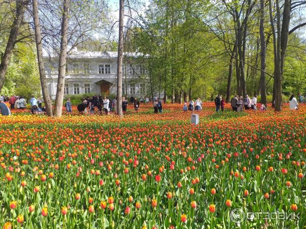 Фестиваль тюльпанов на Елагином острове (Россия, Санкт-Петербург) фото