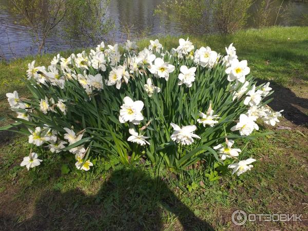 Фестиваль тюльпанов на Елагином острове (Россия, Санкт-Петербург) фото