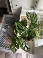 Флаувау - маркетплейс цветов и подарков фото