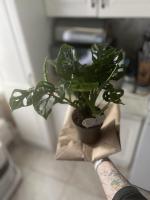 Флаувау - маркетплейс цветов и подарков фото