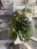 Флаувау - маркетплейс цветов и подарков фото