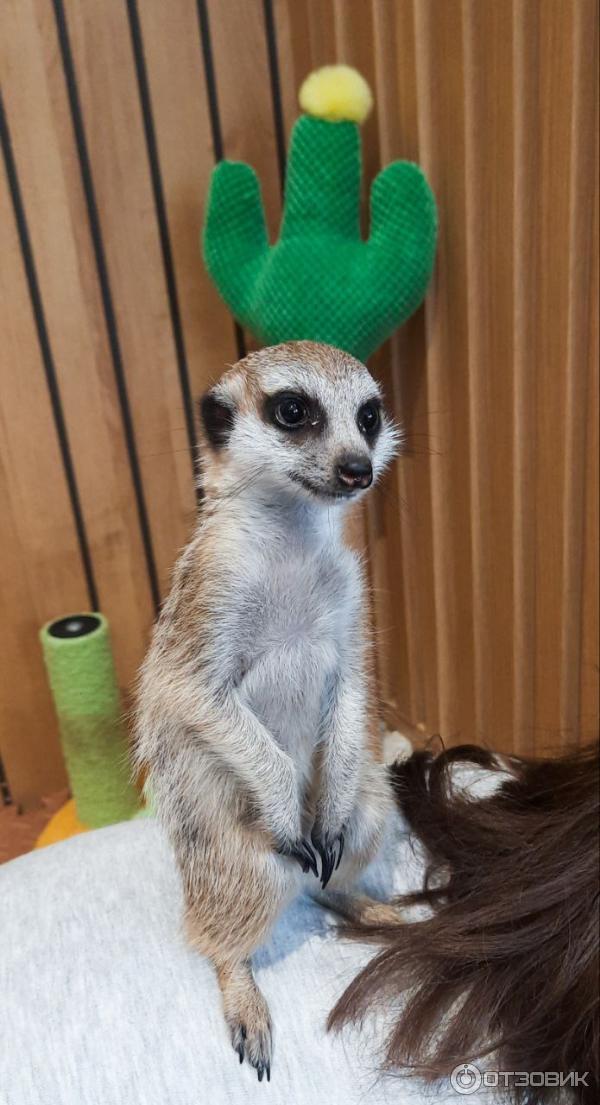 Антикафе Хата Суриката (Россия, Москва) фото