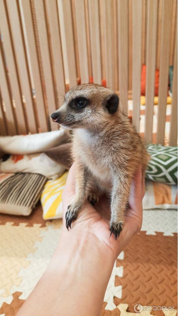 Антикафе Хата Суриката (Россия, Москва) фото